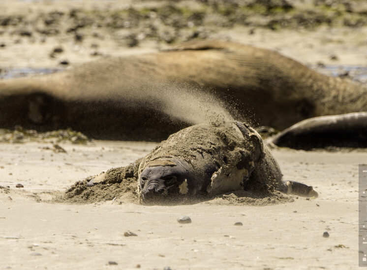 Südlicher See-Elefant (Southern elephant seal)