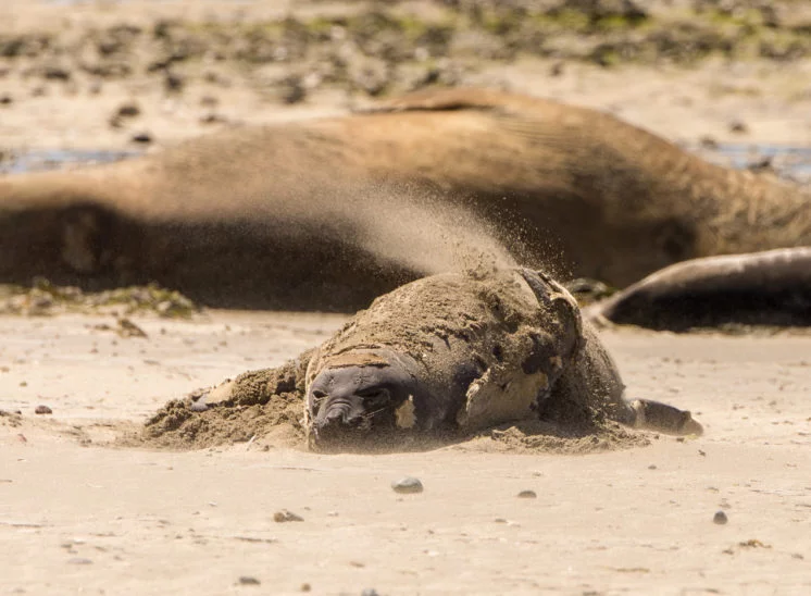 Südlicher See-Elefant (Southern elephant seal)