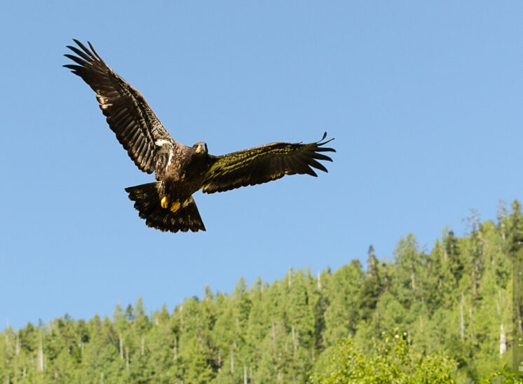 Weißkopfseeadler (Bald eagle)