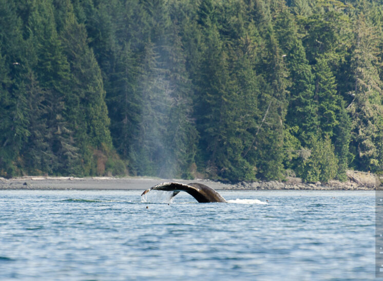 Buckelwal (Humpback whale)