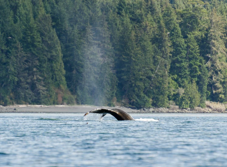 Buckelwal (Humpback whale)