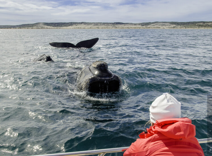 Südlicher Glattwal (Southern right whale)