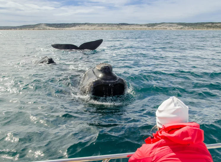 Südlicher Glattwal (Southern right whale)