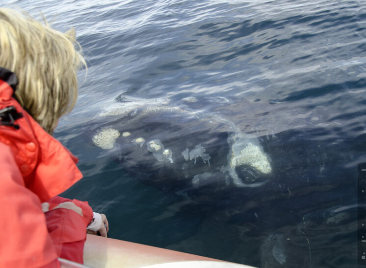 Südlicher Glattwal (Southern right whale)