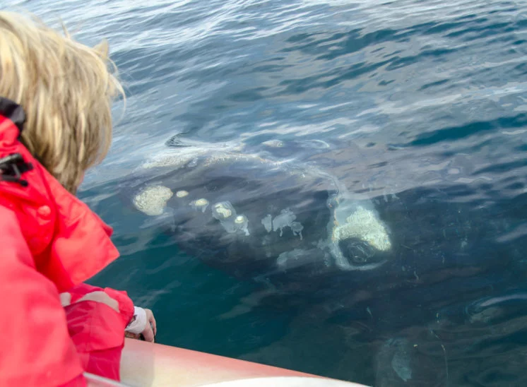 Südlicher Glattwal (Southern right whale)