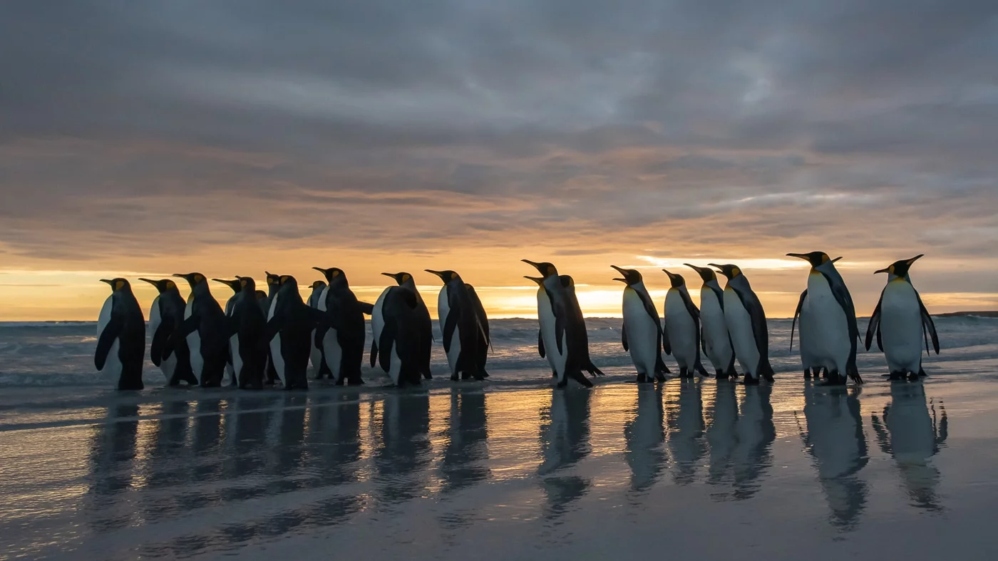 Königspinguine