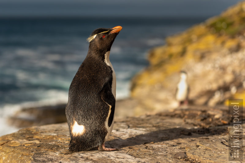 Felsenpinguin (Southern rockhopper penguin)