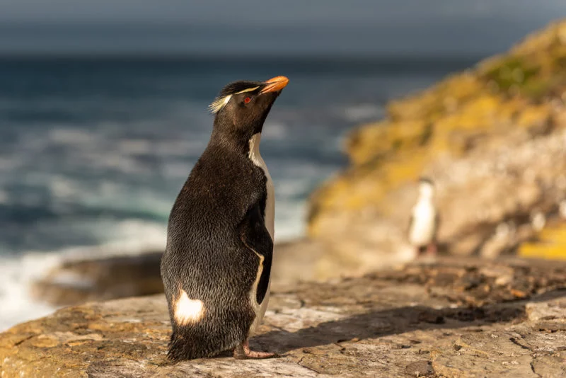 Felsenpinguin (Southern rockhopper penguin)