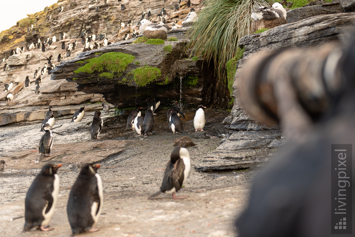 Felsenpinguin (Southern rockhopper penguin)