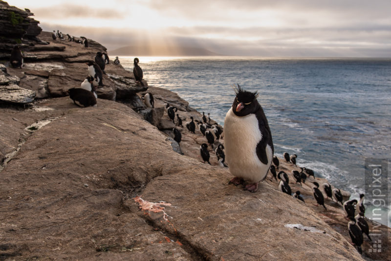 Felsenpinguin (Southern rockhopper penguin)