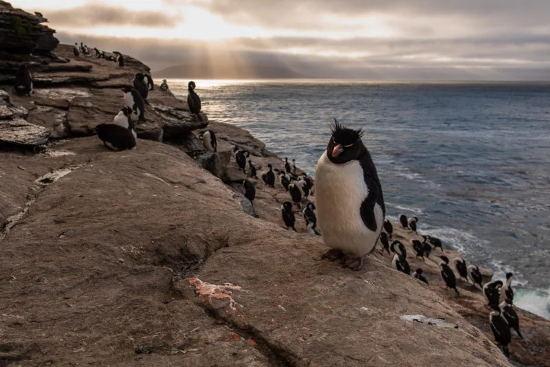 Felsenpinguin (Southern rockhopper penguin)