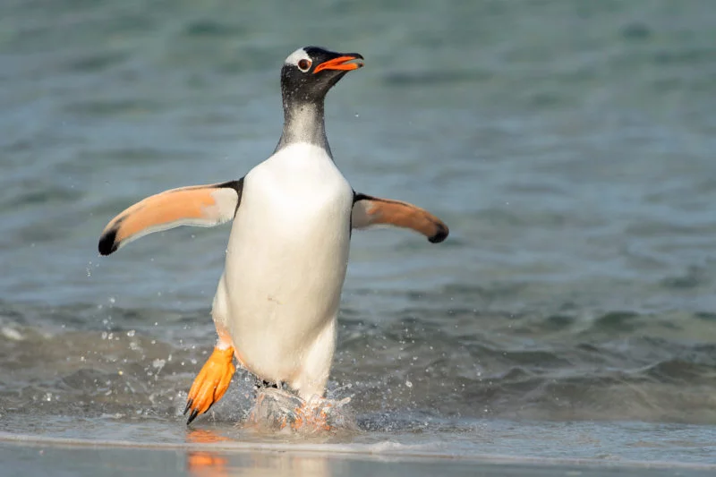 Eselspinguin (Gentoo penguin)