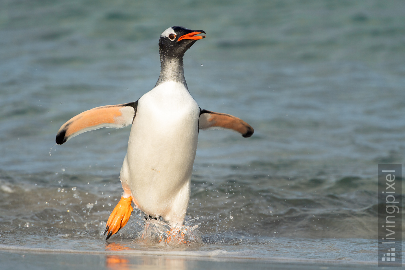 Eselspinguin (Gentoo penguin)