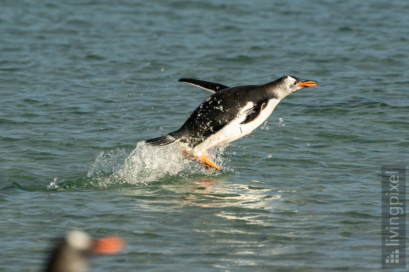 Eselspinguin (Gentoo penguin)