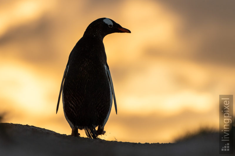 Eselspinguin (Gentoo penguin)