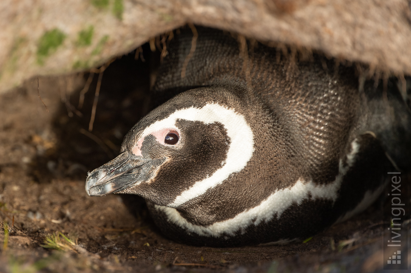 Magellan-Pinguin (Magellanic penguin)