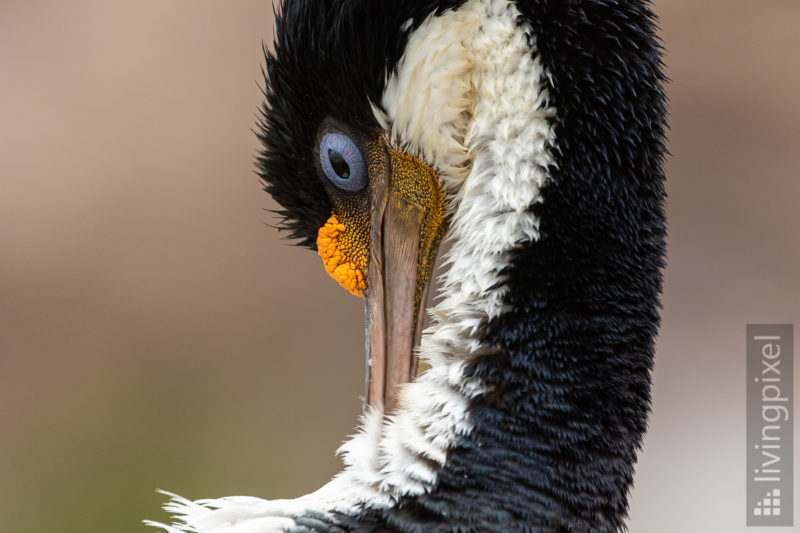 Königsscharbe (Imperial shag)