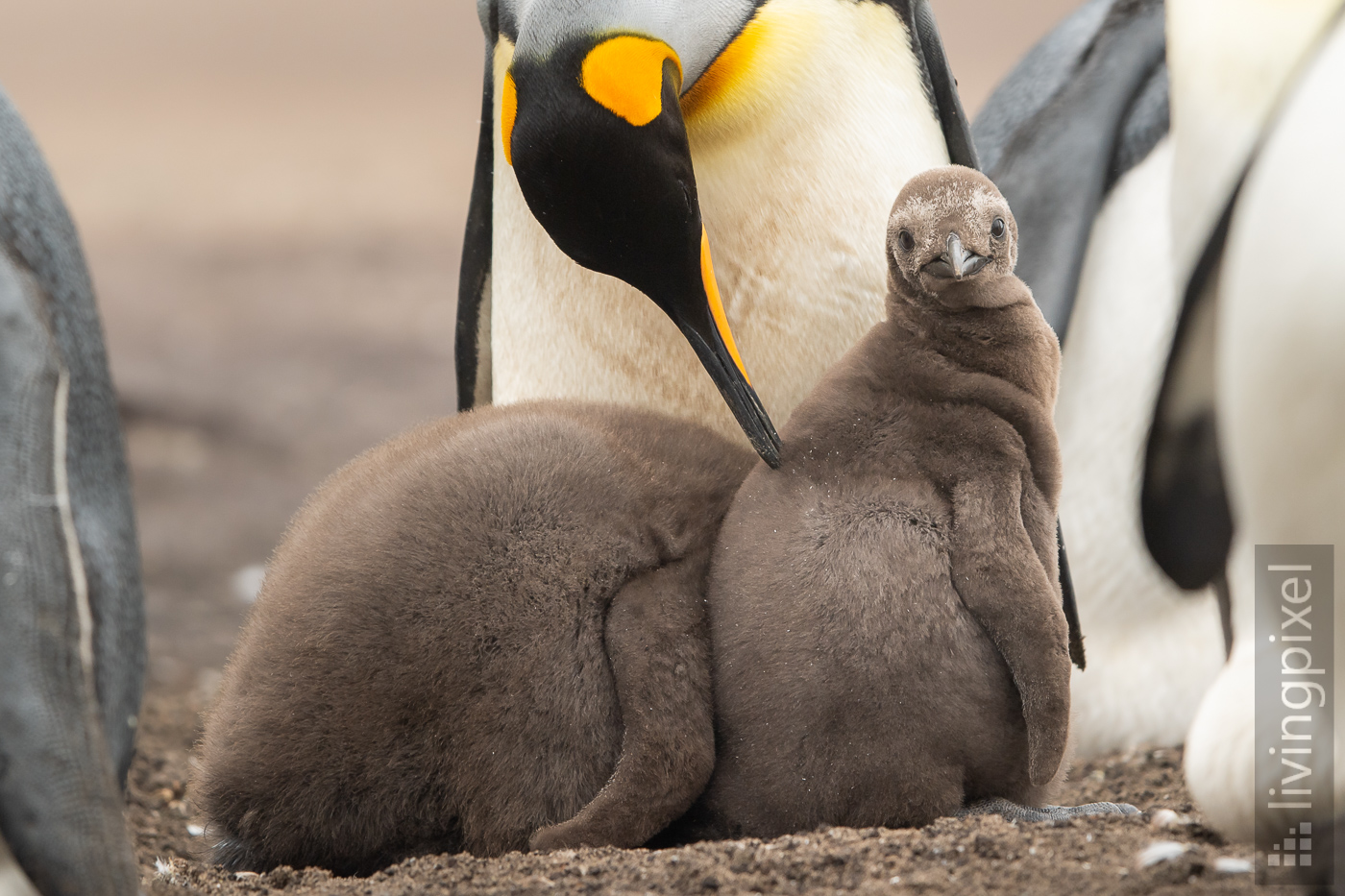 Königspinguin (King penguin)