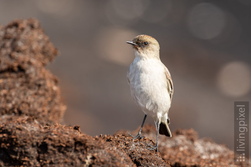 Maskentyrann (Dark-faced ground tyrant)