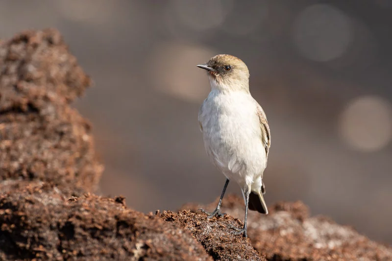 Maskentyrann (Dark-faced ground tyrant)