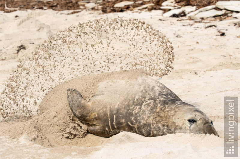 See-Elefant (Elephant seal)