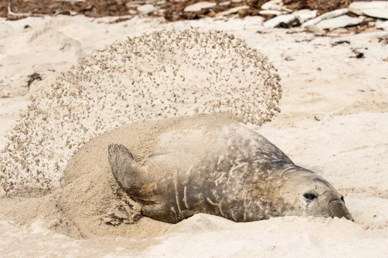 See-Elefant (Elephant seal)