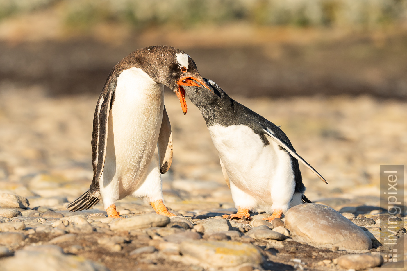 Eselspinguin (Gentoo penguin)