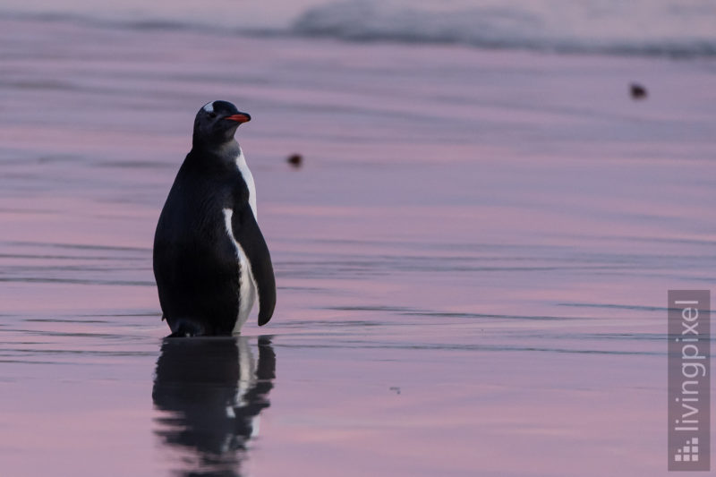 Eselspinguin (Gentoo penguin)