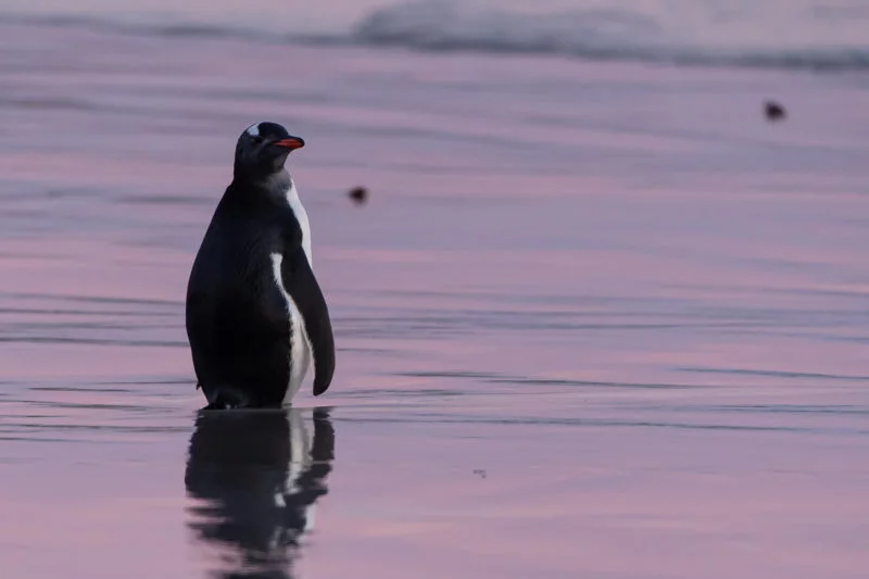 Eselspinguin (Gentoo penguin)