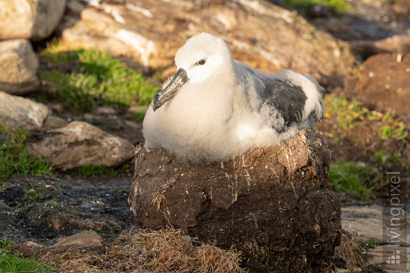 Schwarzbrauenalbatros (Black-browed albatross)