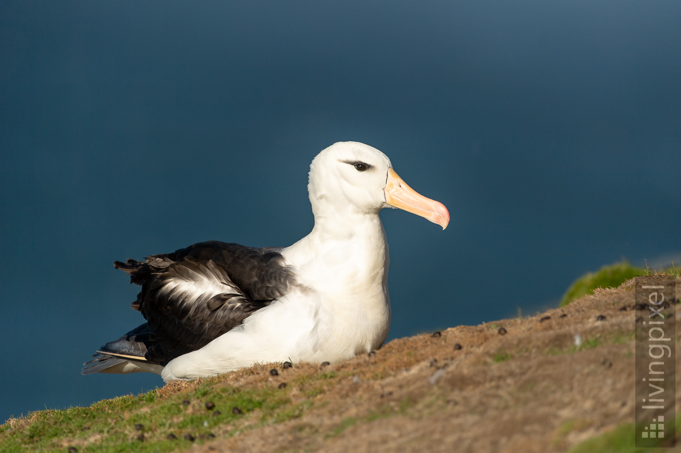 Schwarzbrauenalbatros (Black-browed albatross)