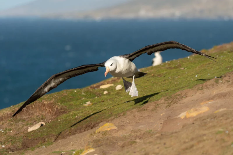 Schwarzbrauenalbatros (Black-browed albatross)