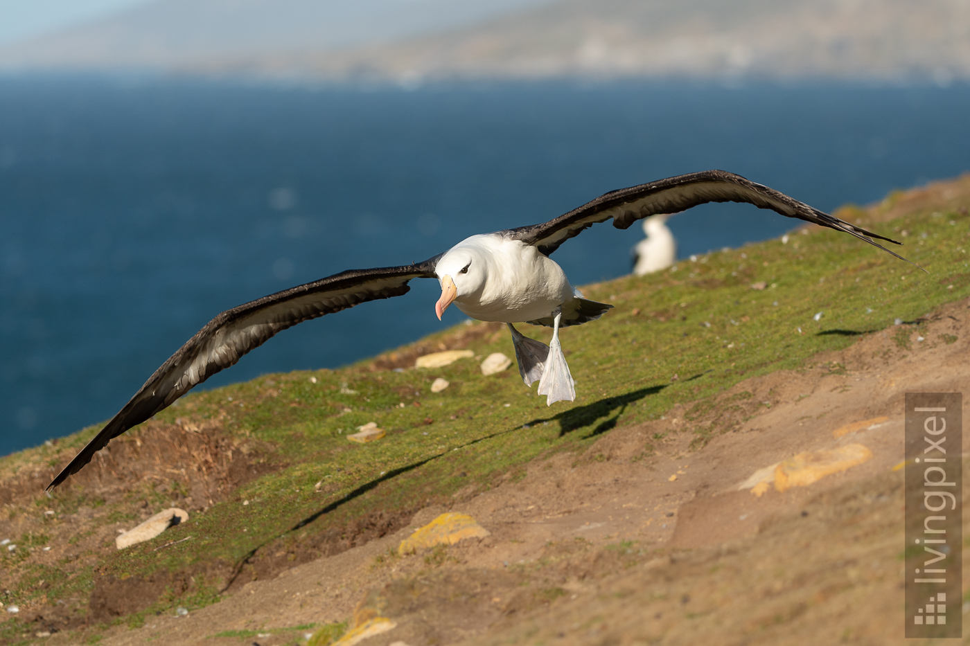 Schwarzbrauenalbatros (Black-browed albatross)