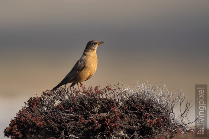 Magellandrossel (Austral thrush)