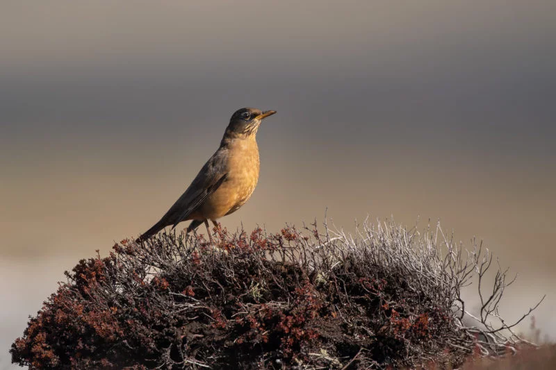 Magellandrossel (Austral thrush)