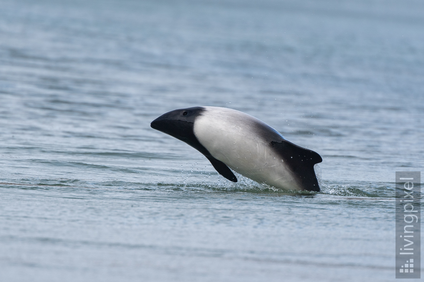 Commerson-Delfin (Commerson's dolphin)