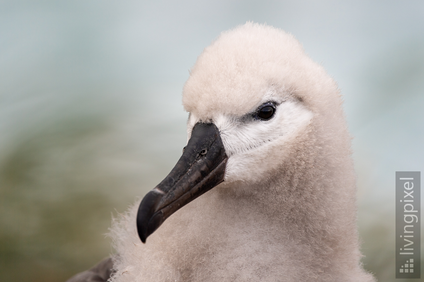 Schwarzbrauenalbatros (Black-browed albatross)