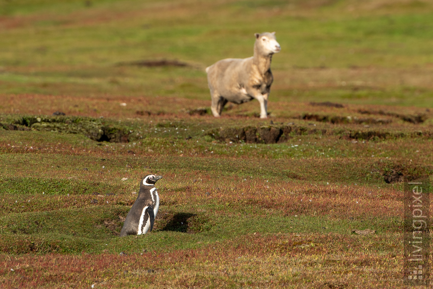 Magellan-Pinguin (Magellanic penguin)