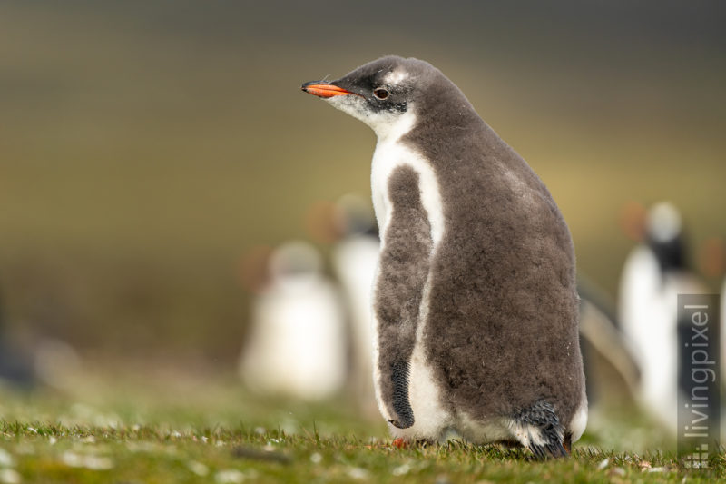 Eselspinguin (Gentoo penguin)