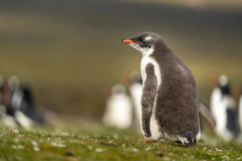 Eselspinguin (Gentoo penguin)