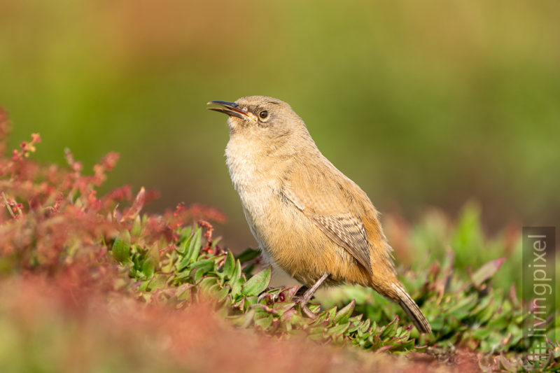 Falklandzaunkönig (Cobb's wren)