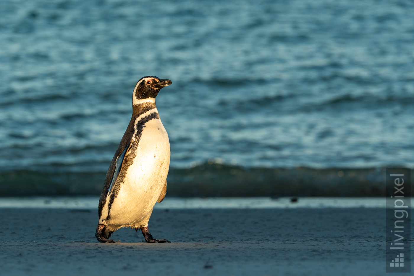 Magellan-Pinguin (Magellanic penguin)