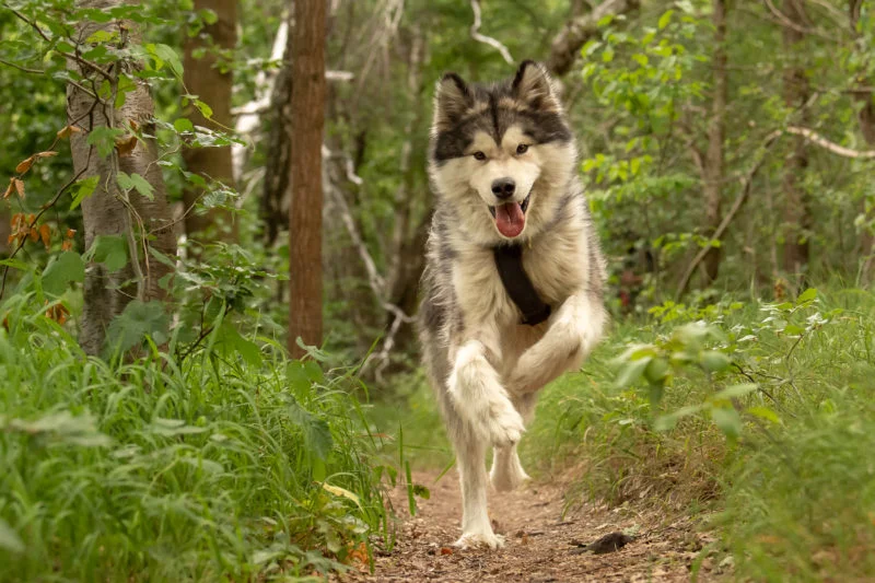Run