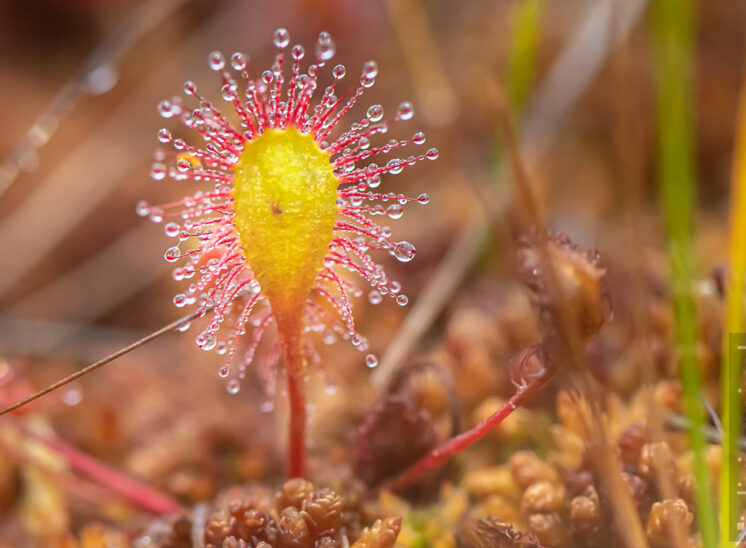 Langblättriger Sonnentau (Great sundew)