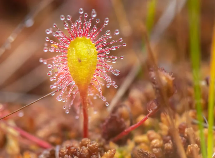 Langblättriger Sonnentau (Great sundew)