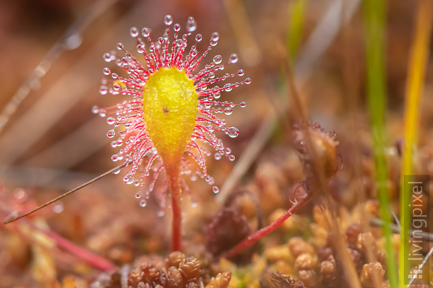 Langblättriger Sonnentau (Great sundew)