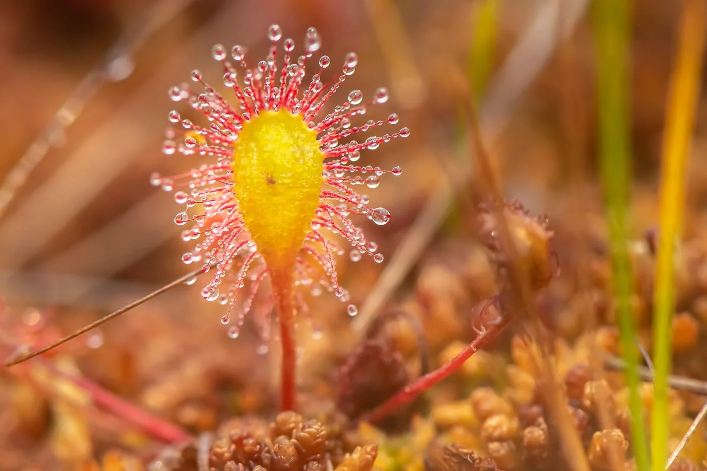 Langblättriger Sonnentau (Great sundew)