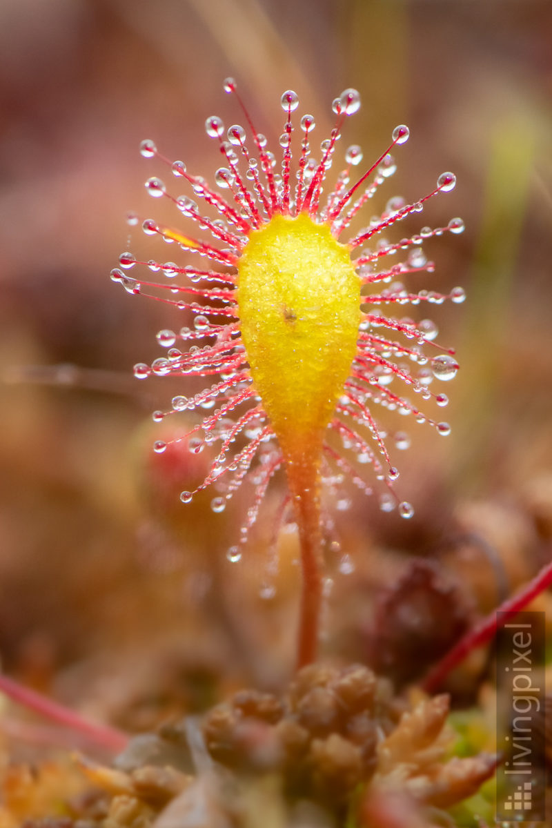 Langblättriger Sonnentau (Great sundew)