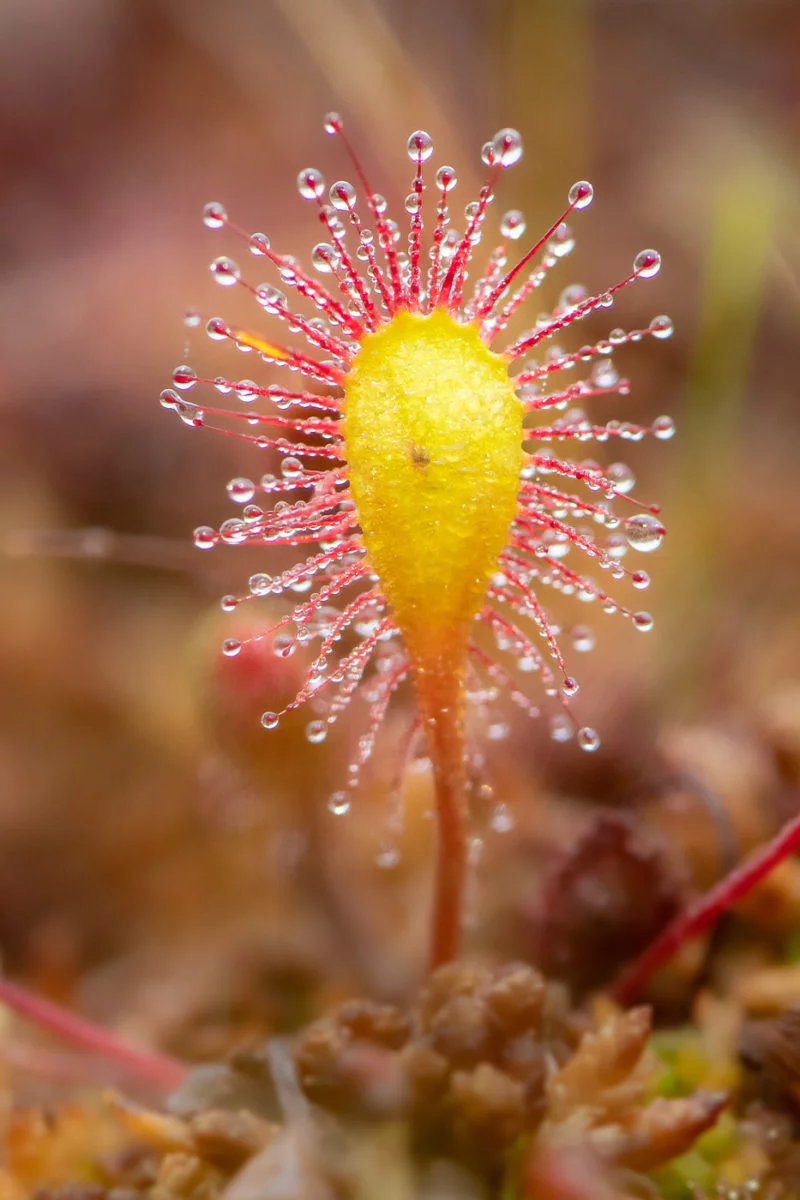 Langblättriger Sonnentau (Great sundew)