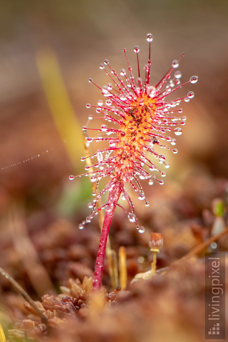 Langblättriger Sonnentau (Great sundew)